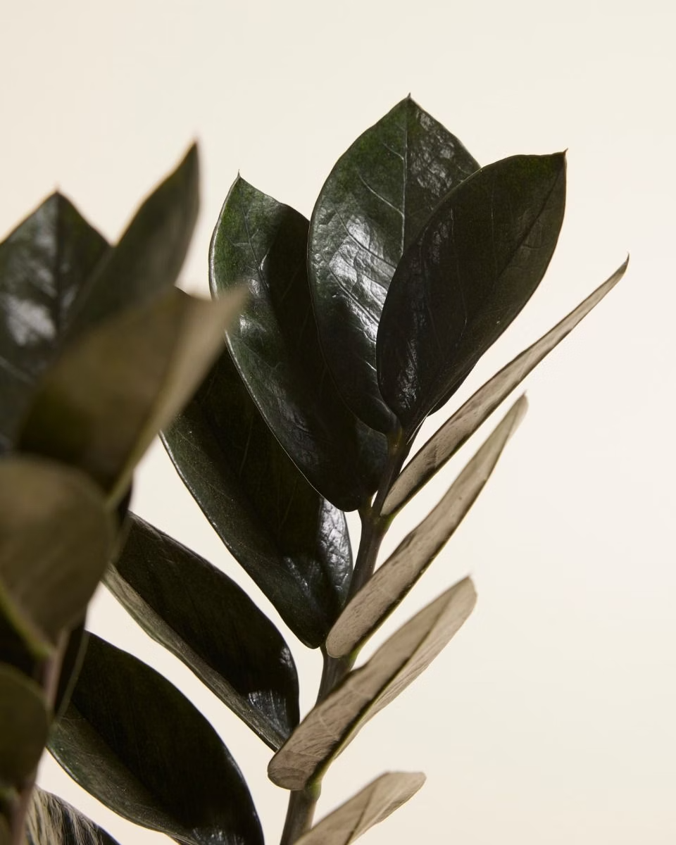 Zamioculcas Zamiifolia Raven (Black ZZ) زاميوفيلّا