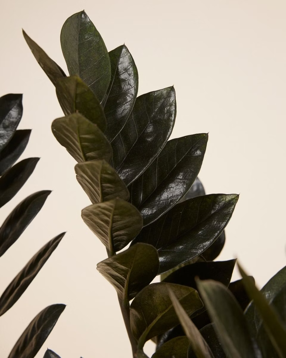 Zamioculcas Zamiifolia Raven (Black ZZ) زاميوفيلّا