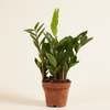 Zamioculcas Zamiifolia - Green ZZ