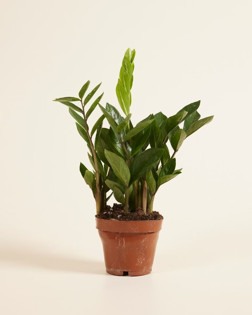 Zamioculcas Zamiifolia - Green ZZ