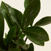 Zamioculcas Zamiifolia - Green ZZ