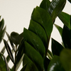 Zamioculcas Zamiifolia - Green ZZ