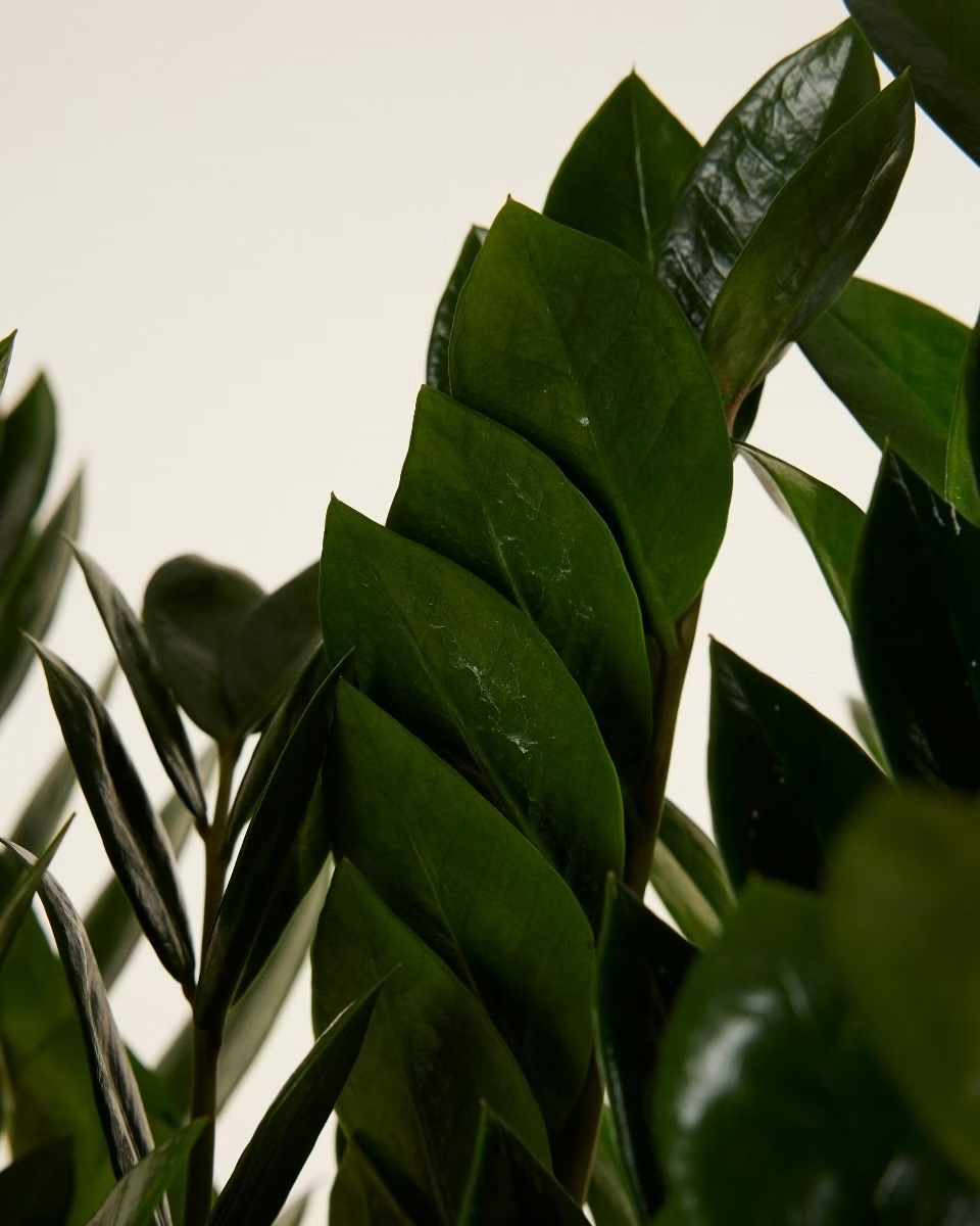 Zamioculcas Zamiifolia - Green ZZ