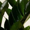 Zamioculcas Zamiifolia - Green ZZ