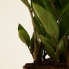 Zamioculcas Zamiifolia - Green ZZ