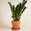 Zamioculcas Zamiifolia - Green ZZ