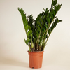 Zamioculcas Zamiifolia - Green ZZ