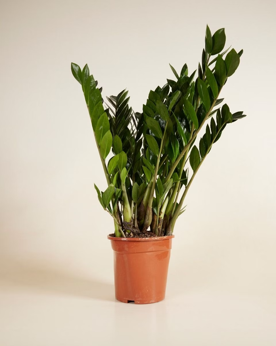 Zamioculcas Zamiifolia - Green ZZ