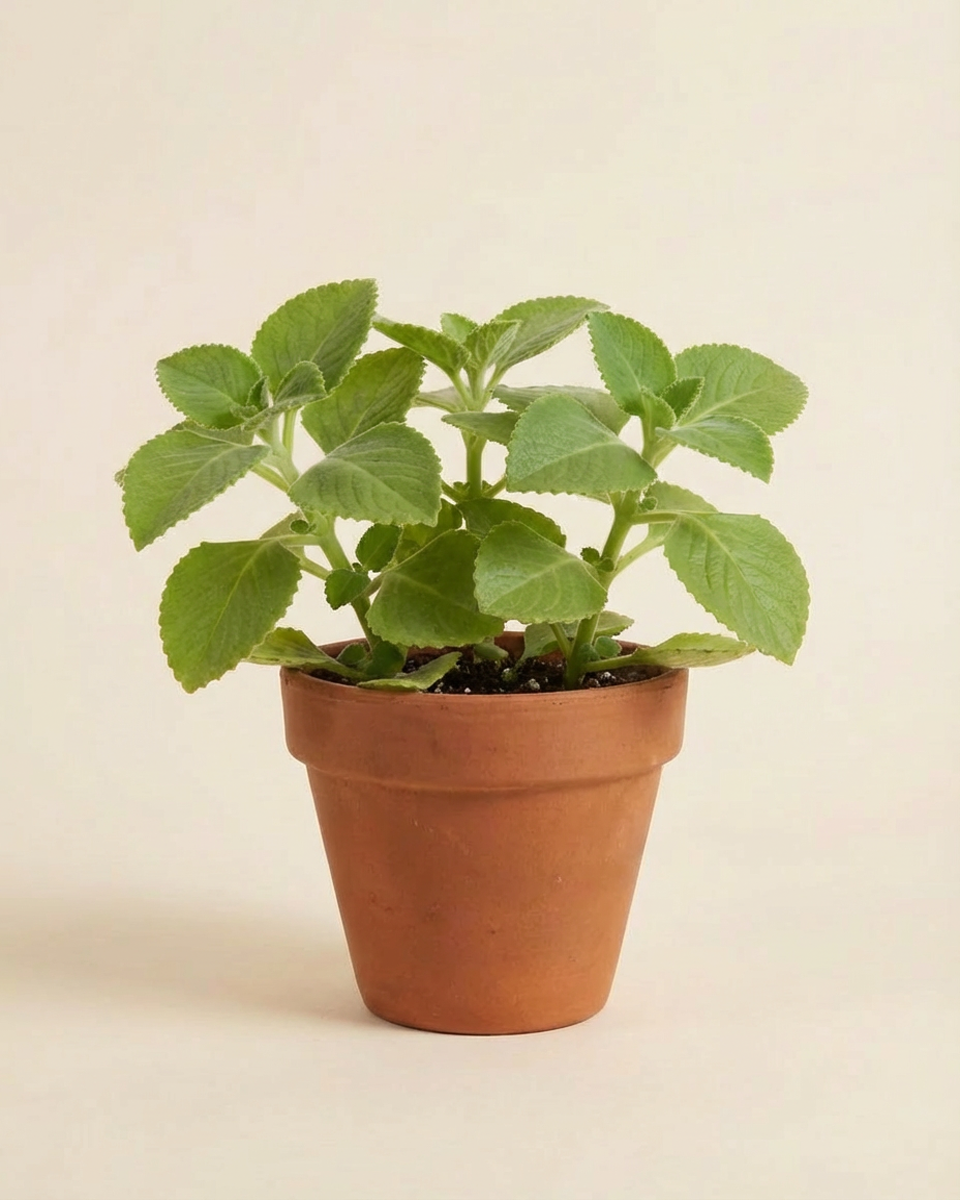 Cuban Oregano زعتر هندي