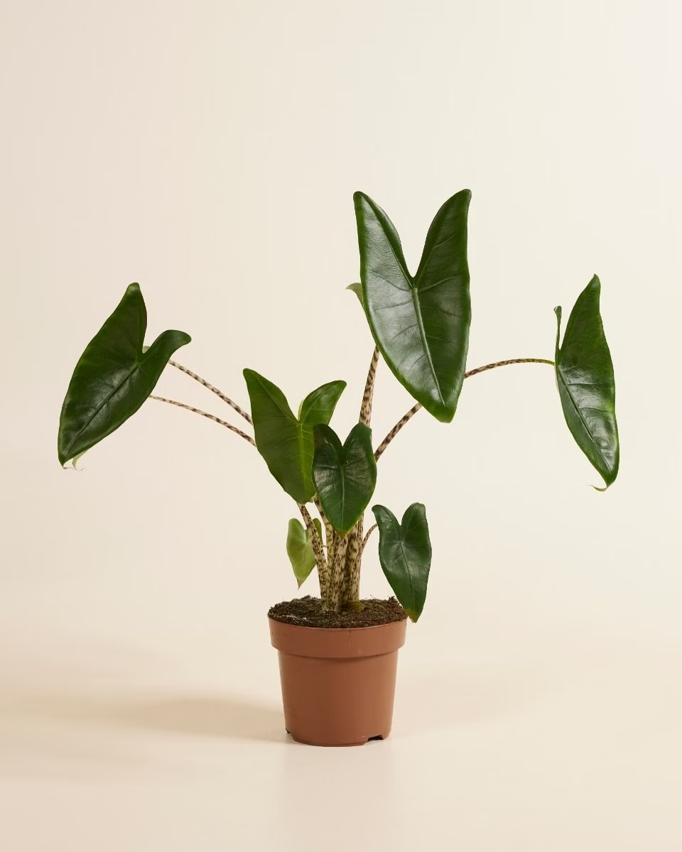Alocasia Zebrina ألوكاسيا زيبراينا (Indoor Houseplants)