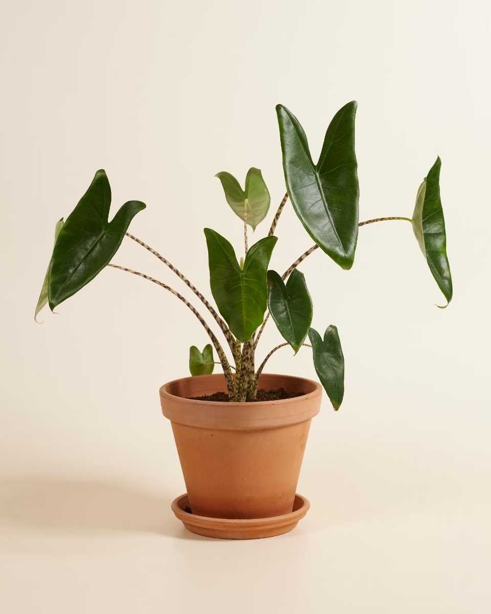 Alocasia Zebrina ألوكاسيا زيبراينا (Indoor Houseplants)