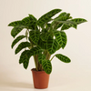 Calathea Zebrina