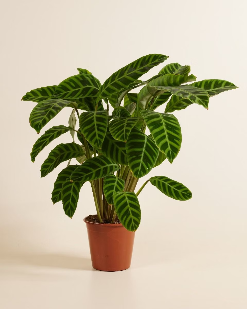 Calathea Zebrina