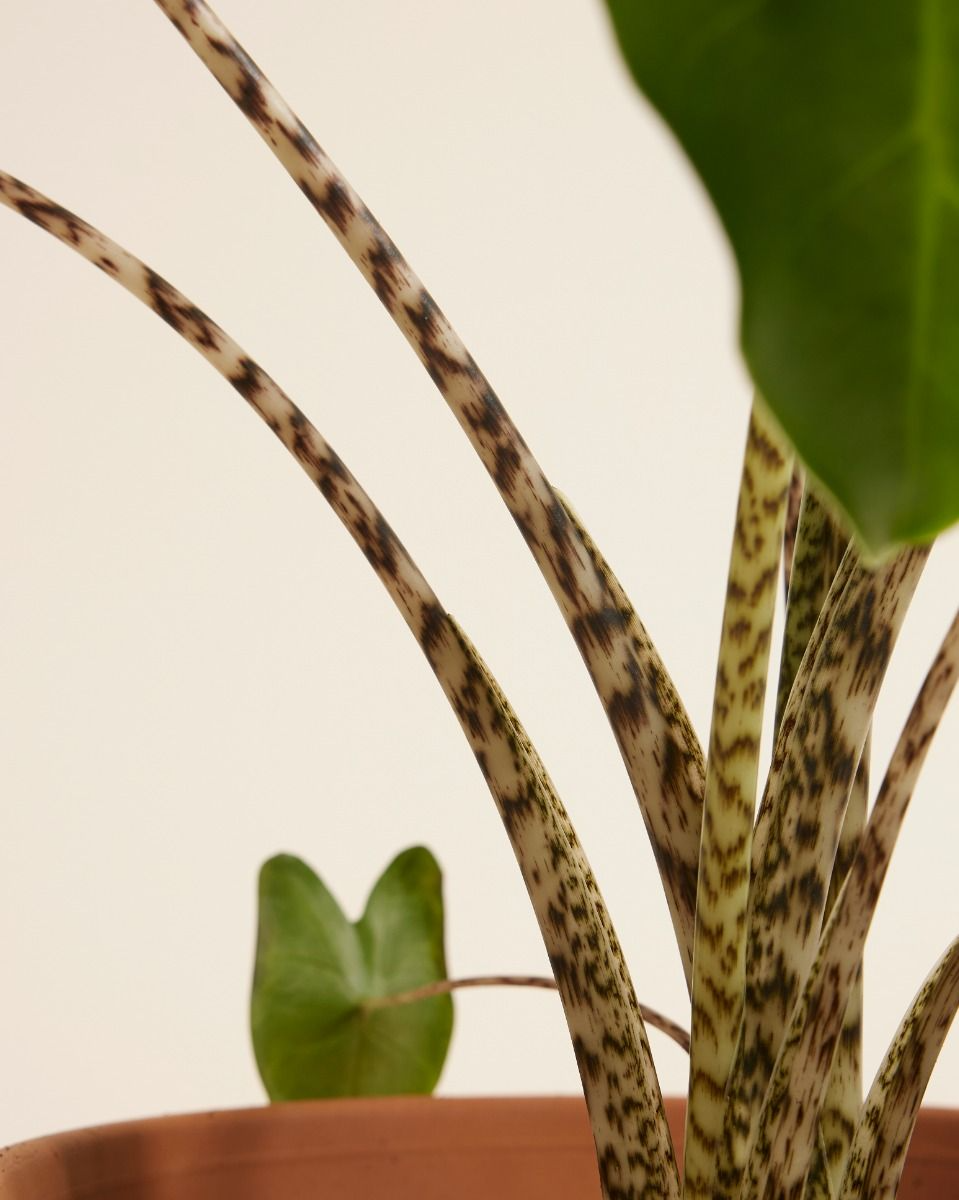 Alocasia Zebrina ألوكاسيا زيبراينا (Indoor Houseplants)
