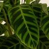 Calathea Zebrina