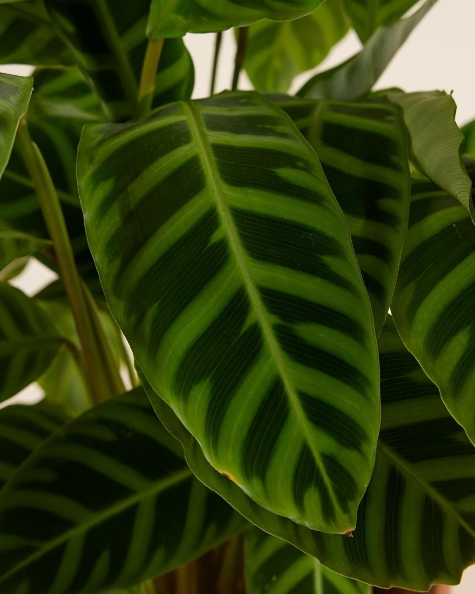 Calathea Zebrina