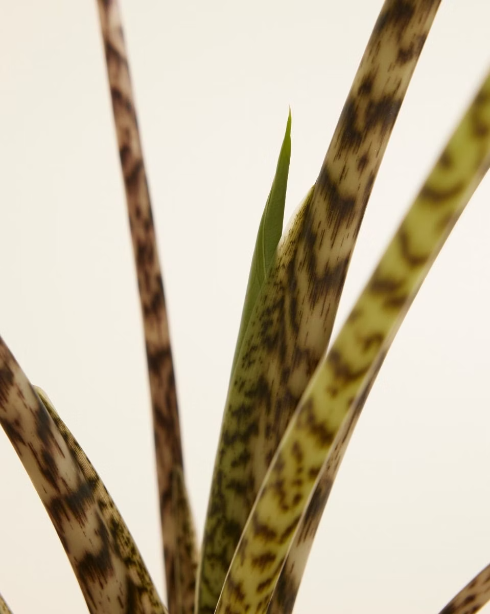 Alocasia Zebrina ألوكاسيا زيبراينا (Indoor Houseplants)
