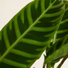 Calathea Zebrina