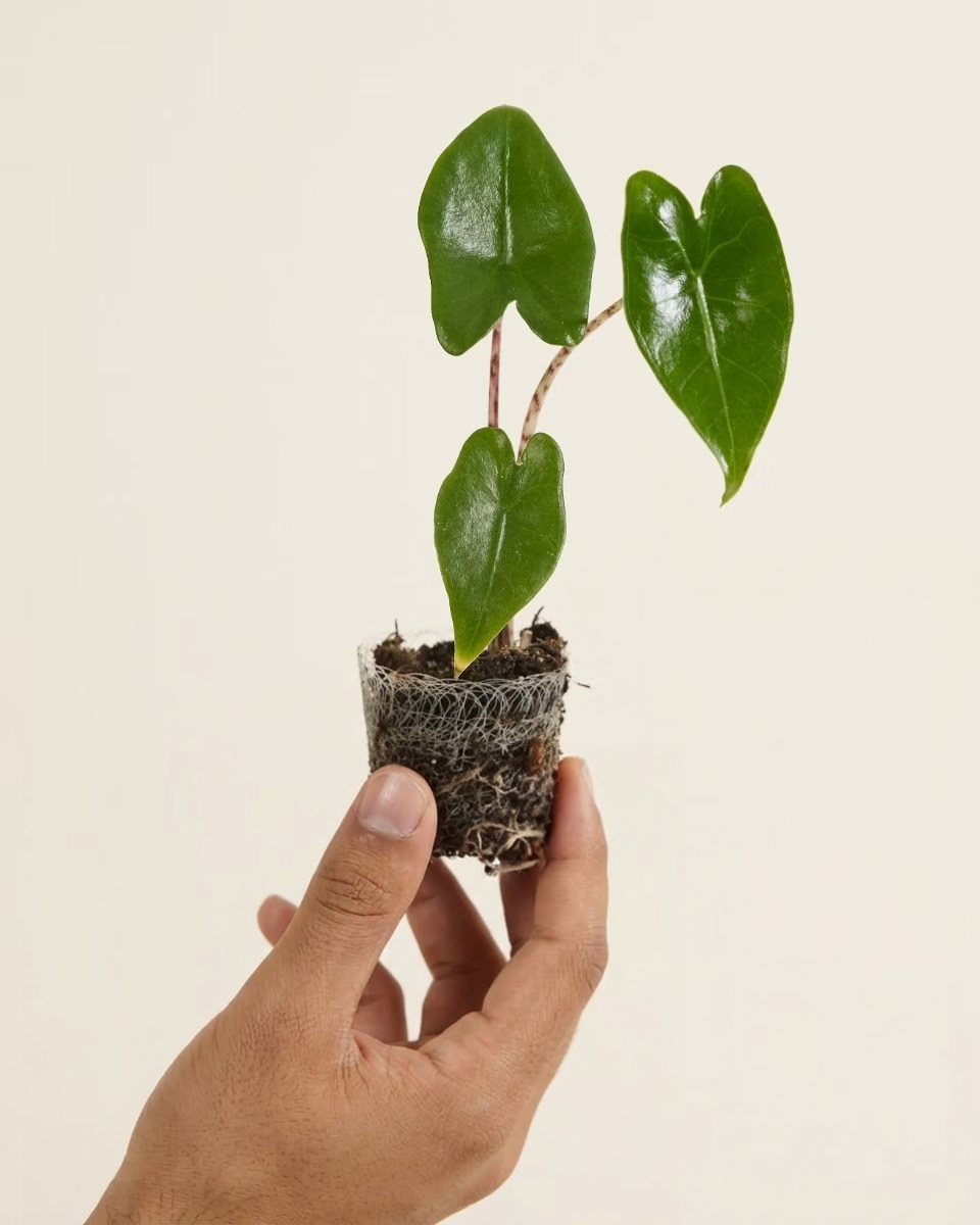 Baby Alocasia Zebrina نبات داخلي ألوكاسيا زيبراينا