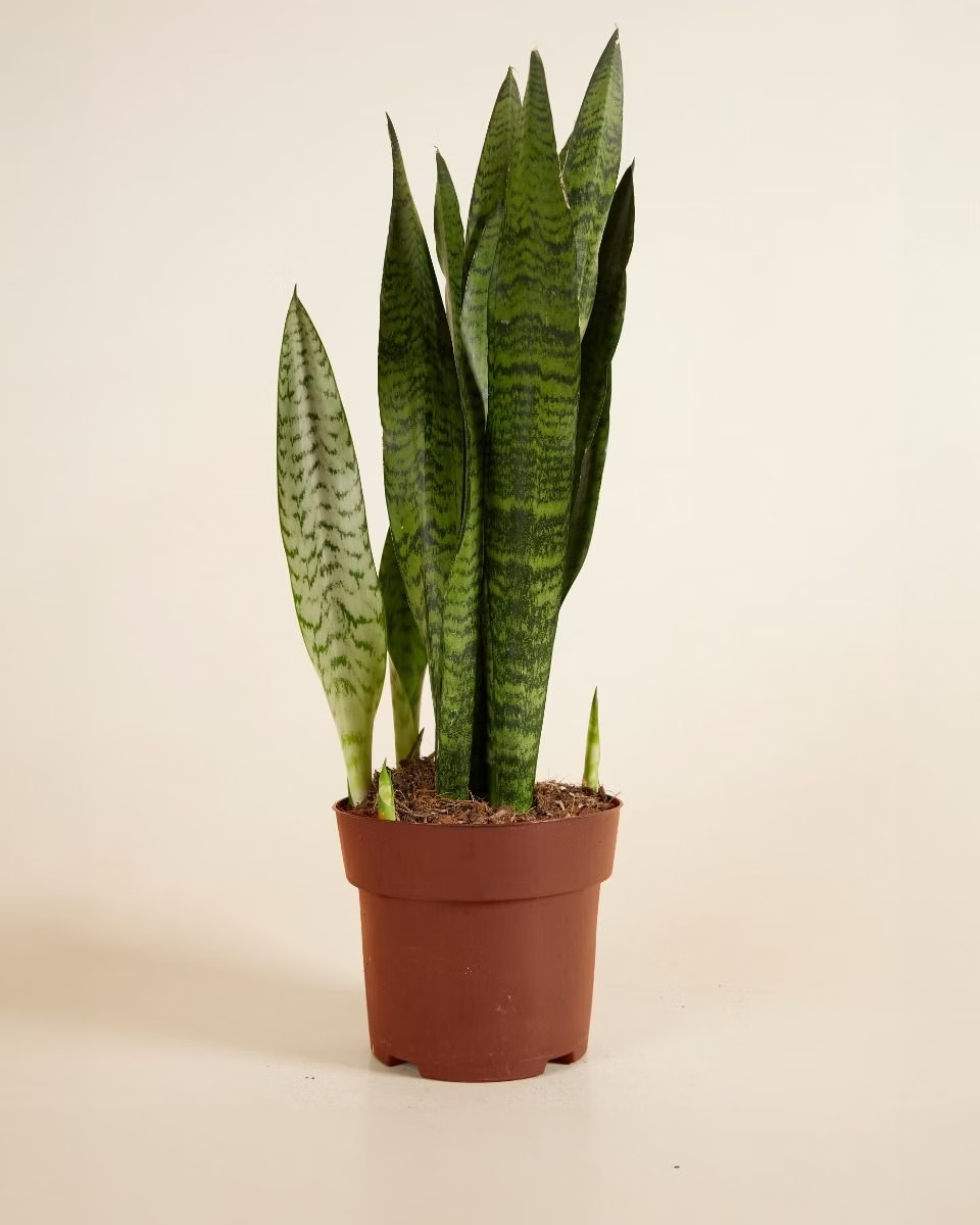 Sansevieria - Zeylanica