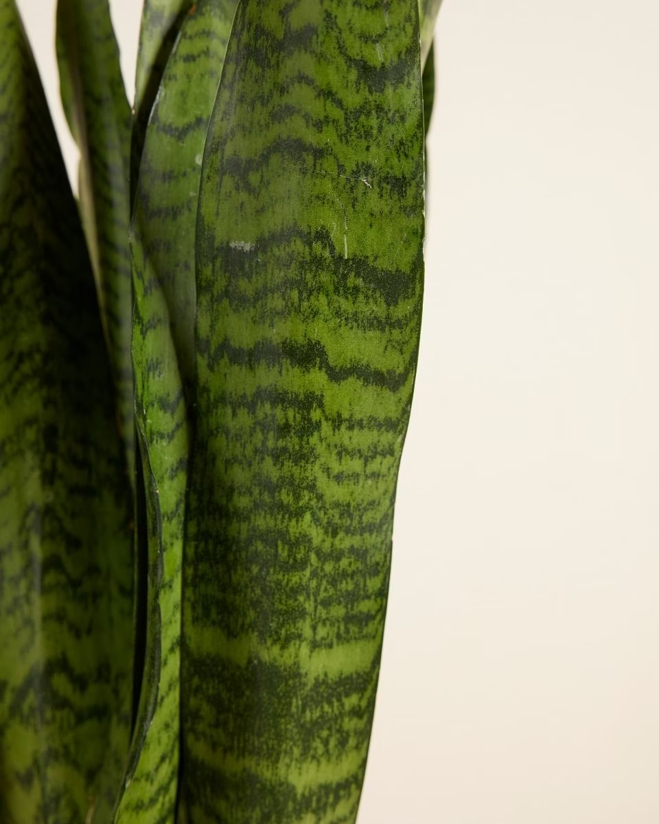 Sansevieria - Zeylanica