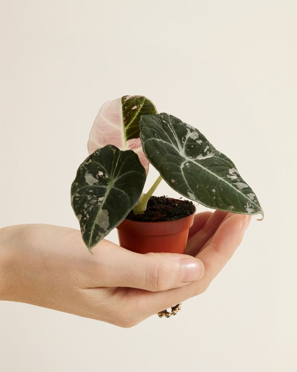 Baby Alocasia Black Velvet Pink Albo Variegated ألوكاسيا مبرقش