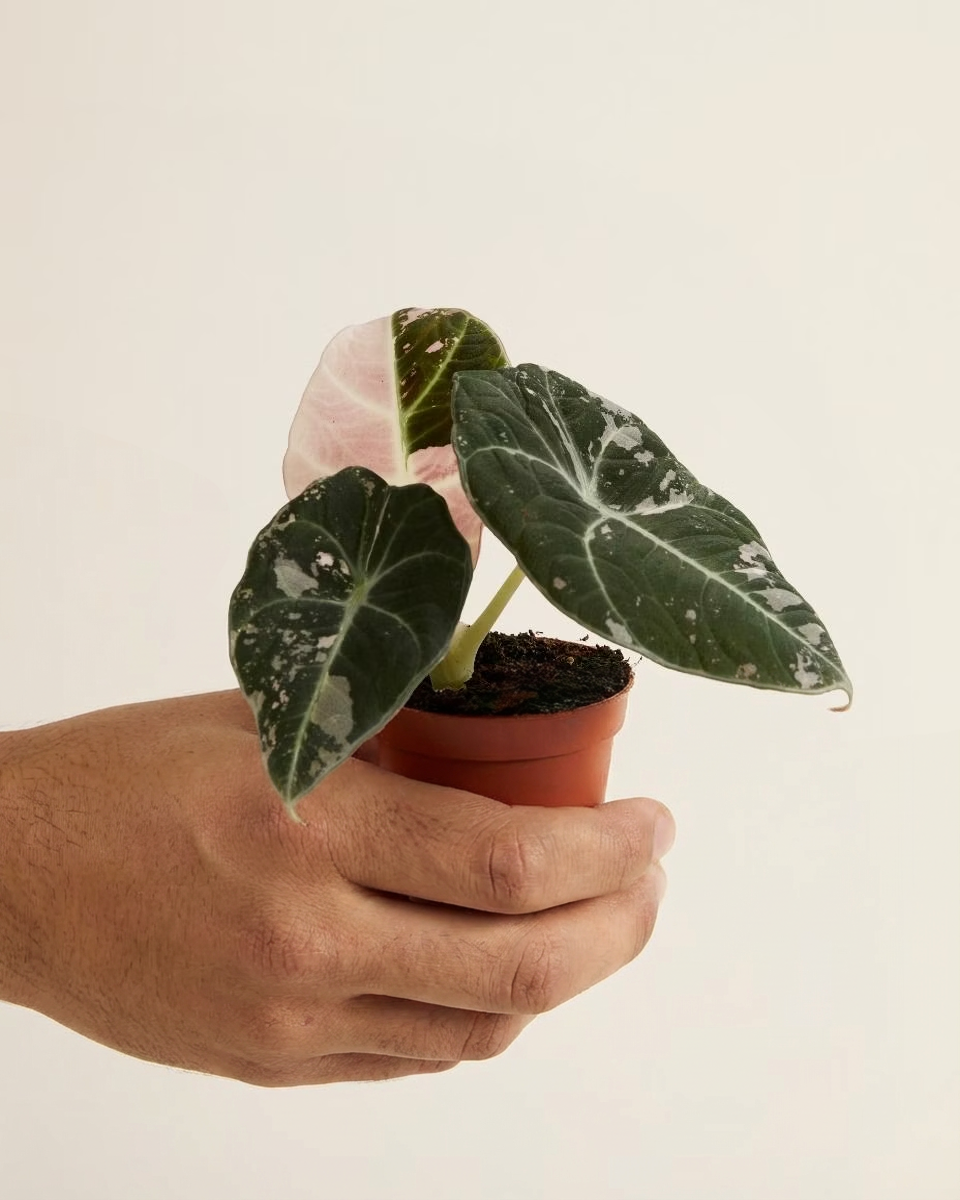 Baby Alocasia Black Velvet Pink Albo Variegated (B-grade) ألوكاسيا مبرقش
