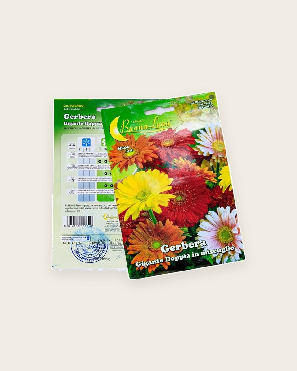 African Daisy Seeds