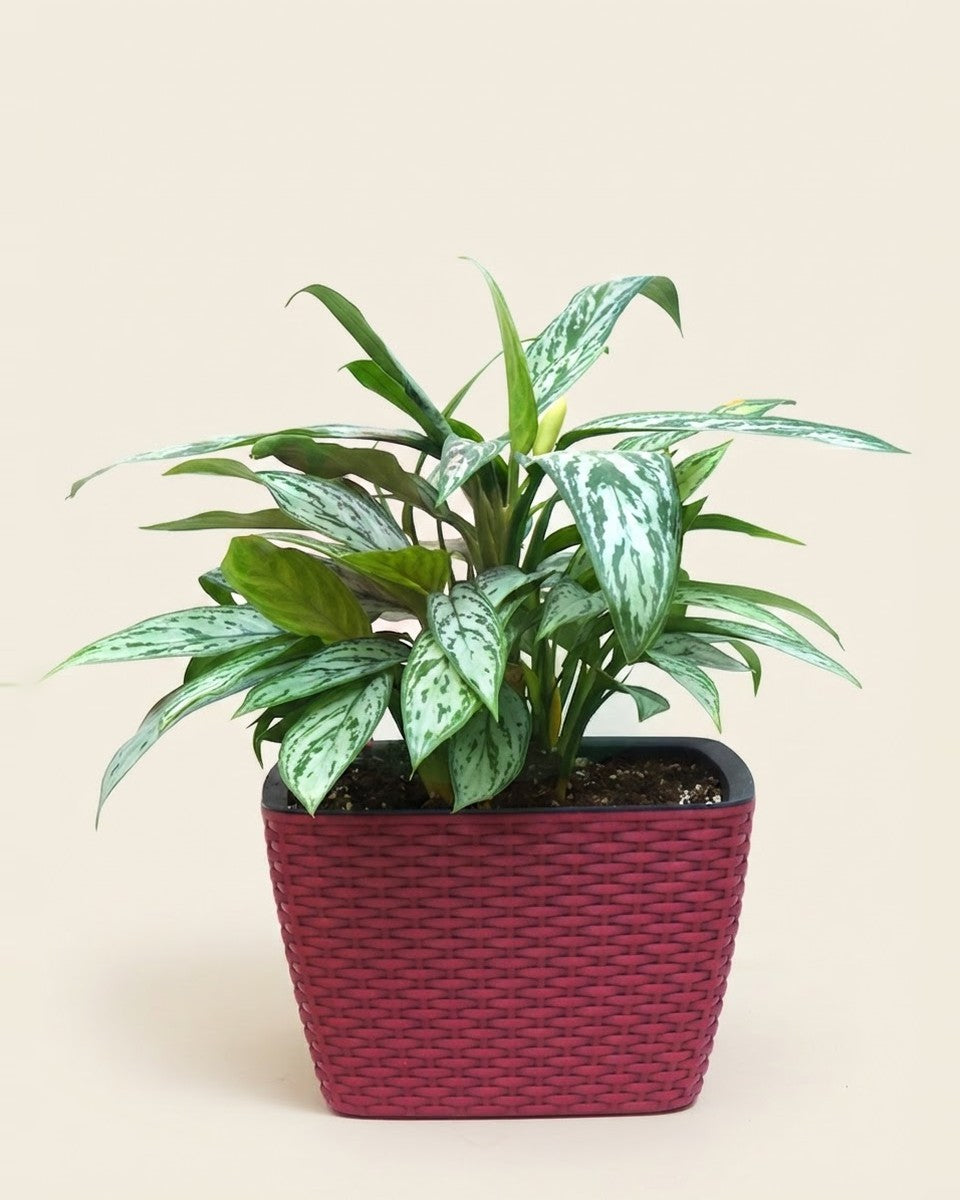 Aglonema Green With Smart Red Pot