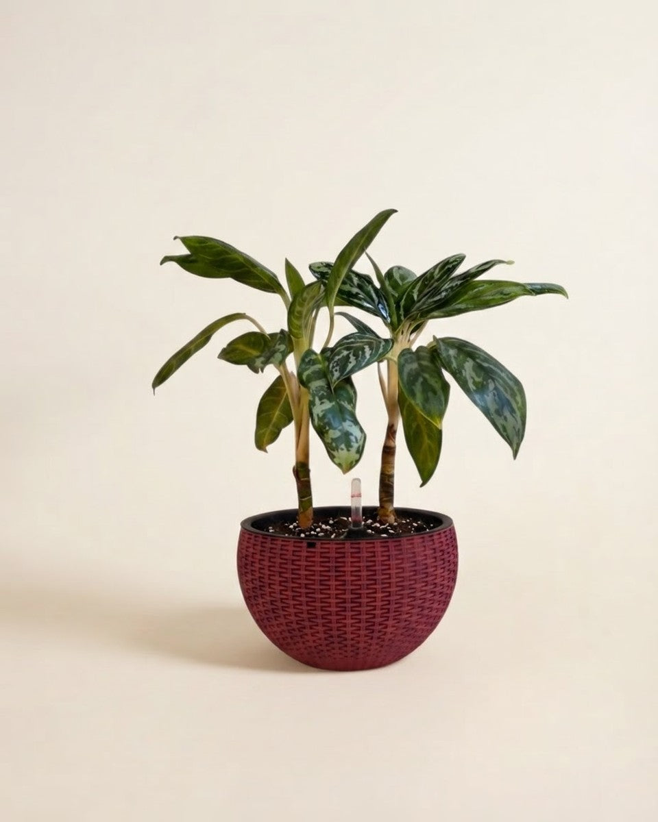 Aglonema With Smart Pot - Red