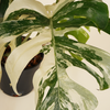 Monstera Variegated Albo مونستيرا مبرقشة