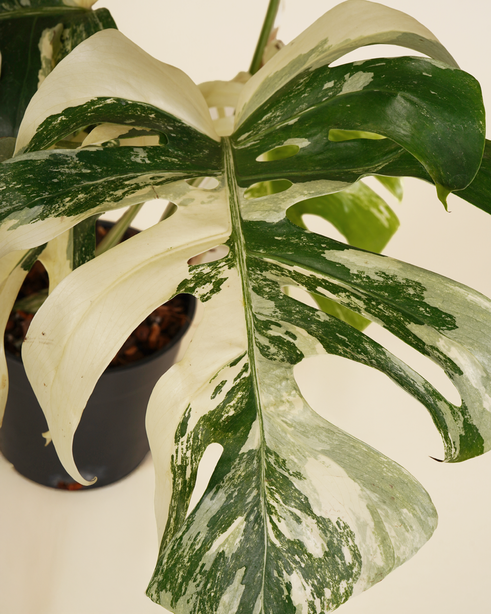 Monstera Variegated Albo مونستيرا مبرقشة