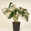 Monstera Variegated Albo (A-Grade) مونستيرا مبرقشة