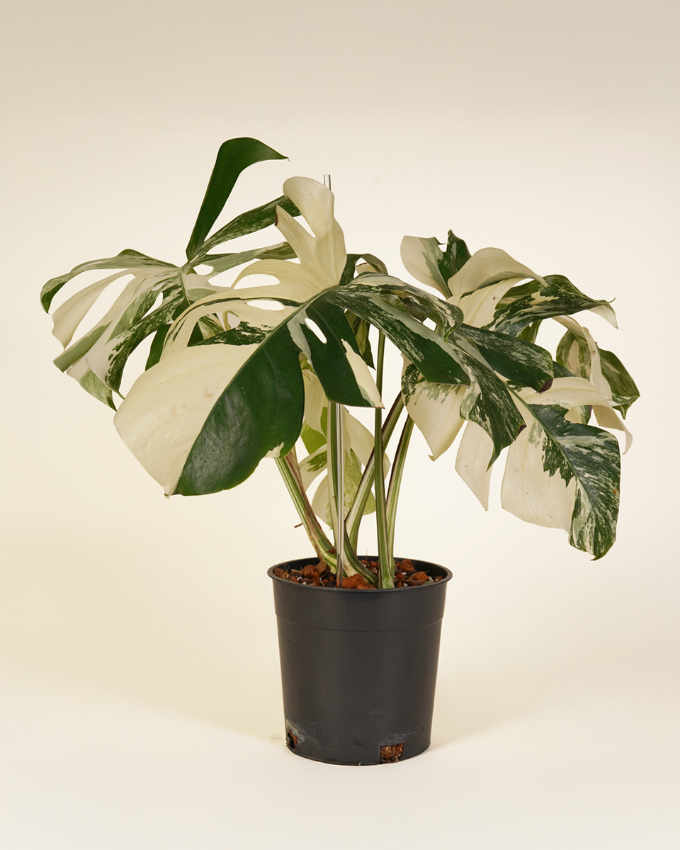 Monstera Variegated Albo (A-Grade) مونستيرا مبرقشة
