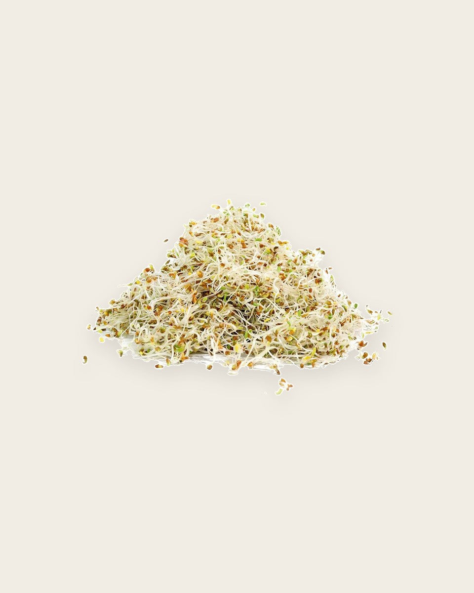 Alfalfa Sprouting Seeds 110g
