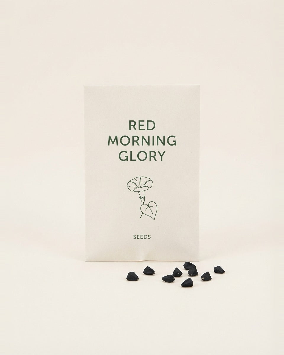 Red Morning Glory Ipomoea Seeds 10 Seeds مجد الصباح / ابيوميا احمر 10 بذرات