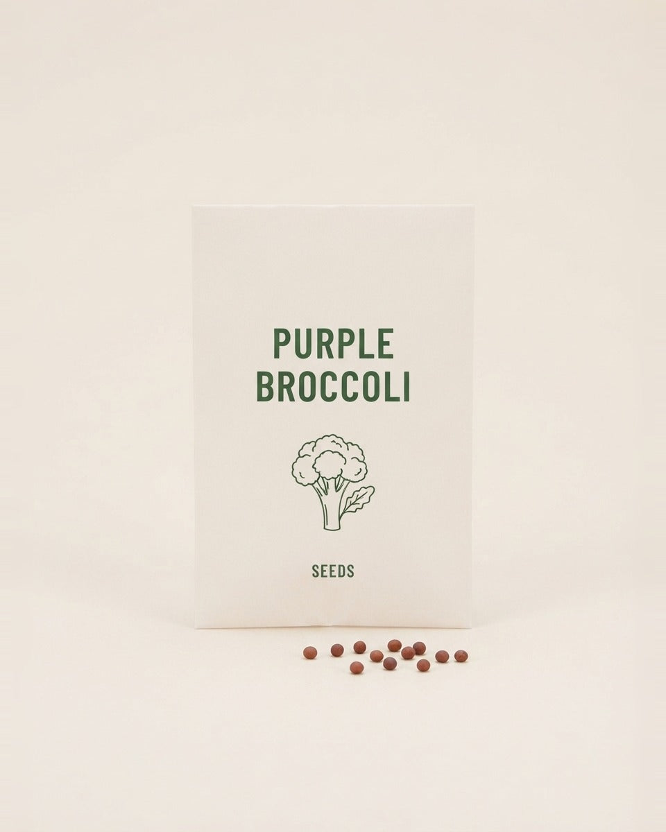 Purple Broccoli Cauliflower Seeds 50 Seeds بروكلي/ قرنبيط ارجواني 50 بذره