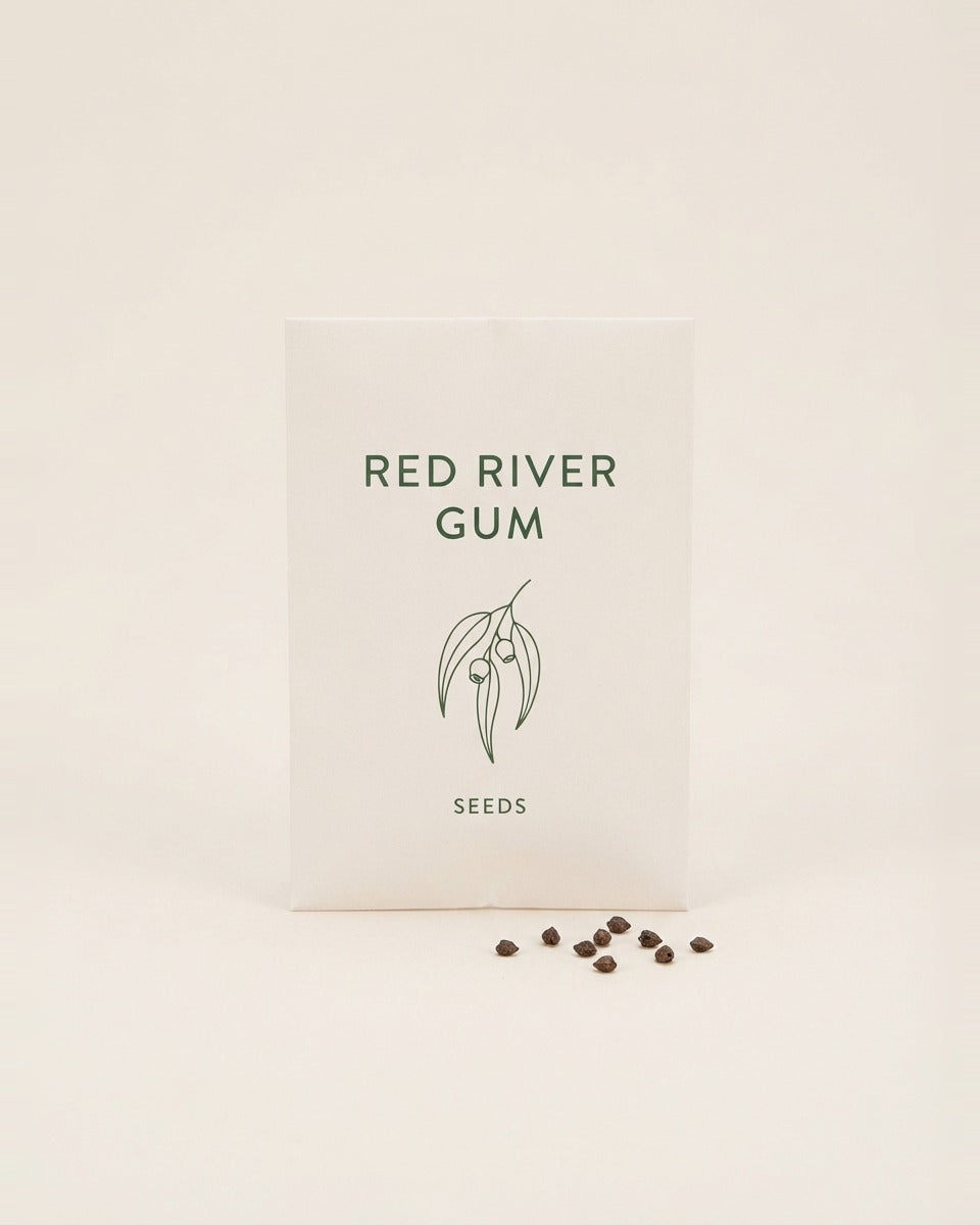 Red River Gum Eucalyptus Tree Seeds 10 Seeds شجرة الكينا نهر الاحمر (10) بذور