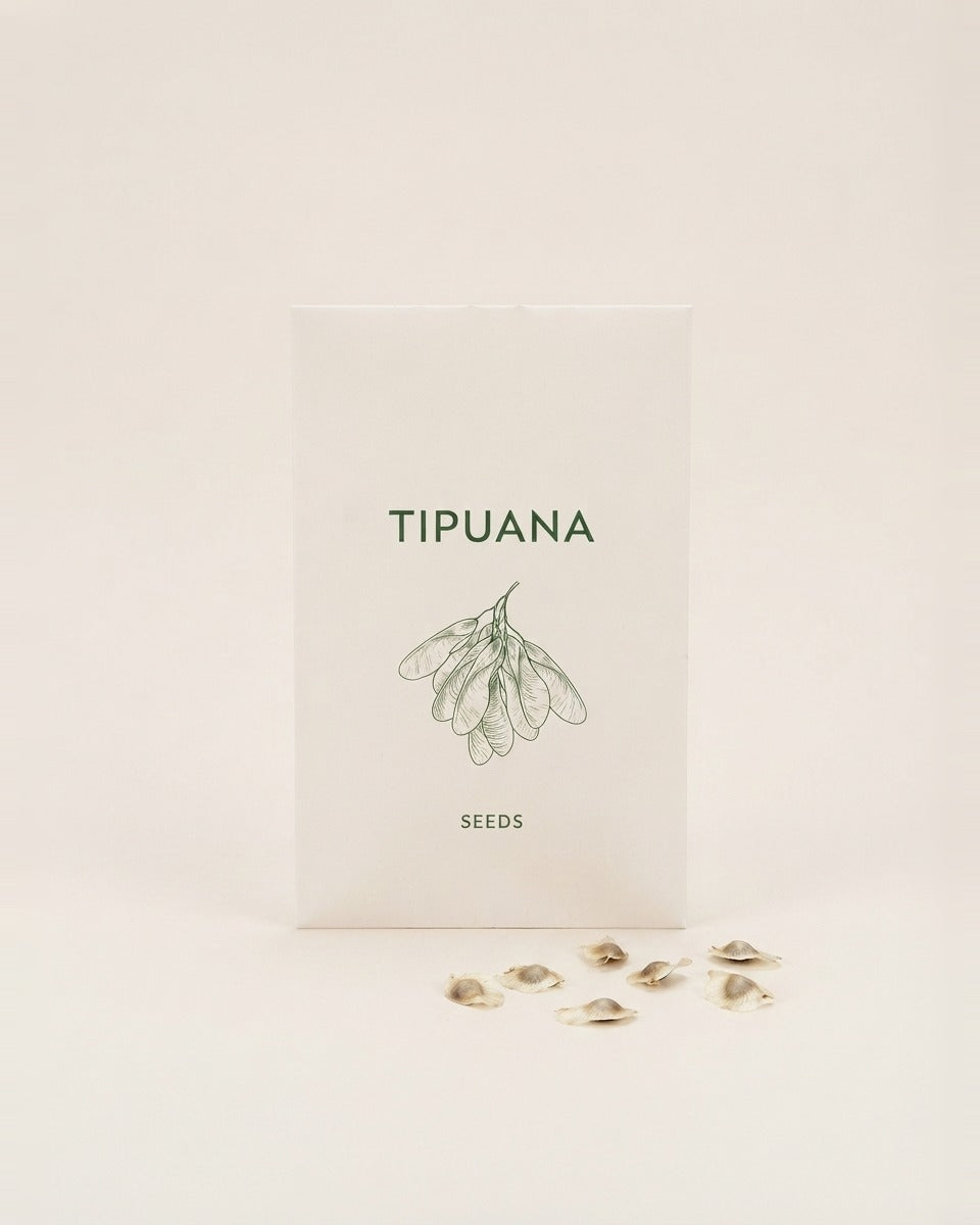 Yellow Jacaranda Tipuana Tree Seeds 10 Seeds بذور شجرة الجاكرندا الصفراء تيبو (10 بذرات)