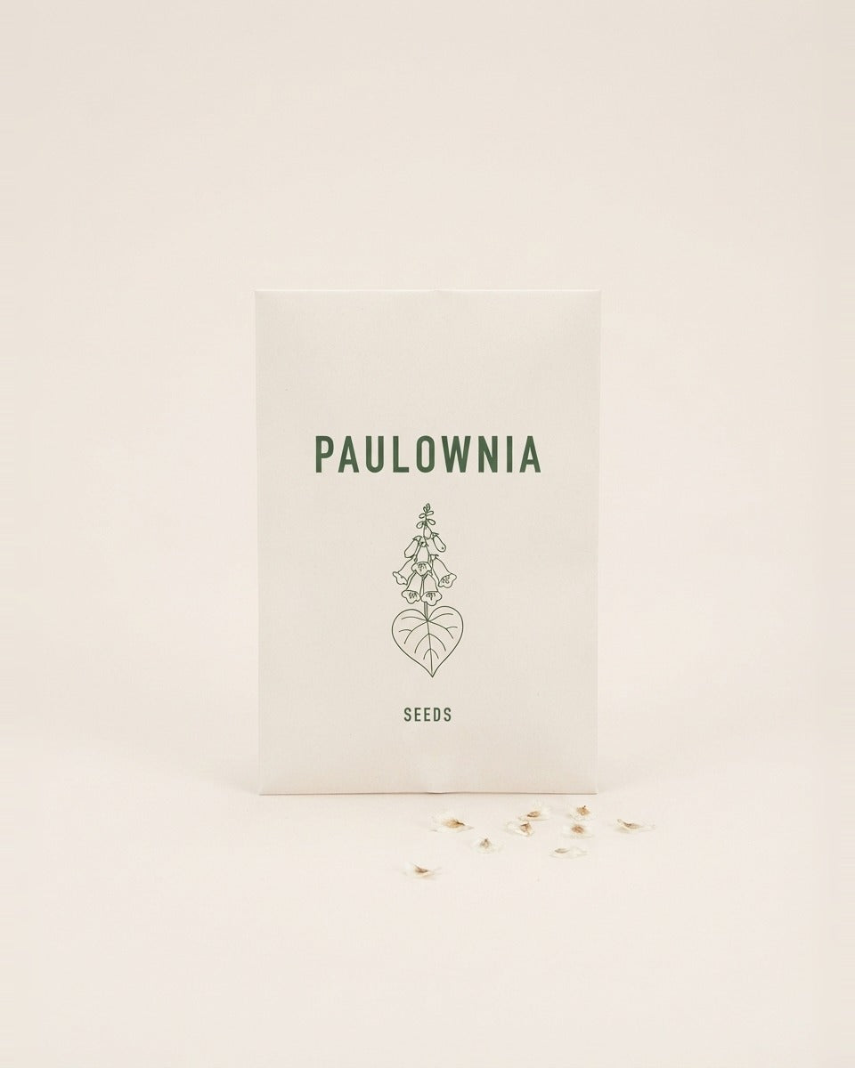 Paulownia Tree Seeds 20 Seeds بذور شجرة الباولونيا (20 بذرة)
