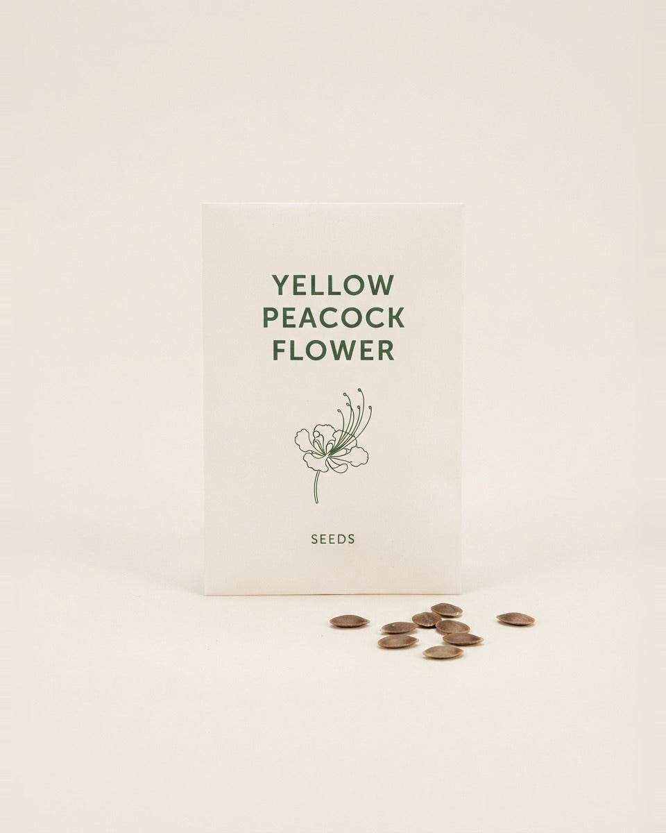 Yellow Peacock Flower Caesalpinia Seeds 10 Seeds شجيرة سيسالبينيا أو الطاووس الأصفر (10 بذرات)