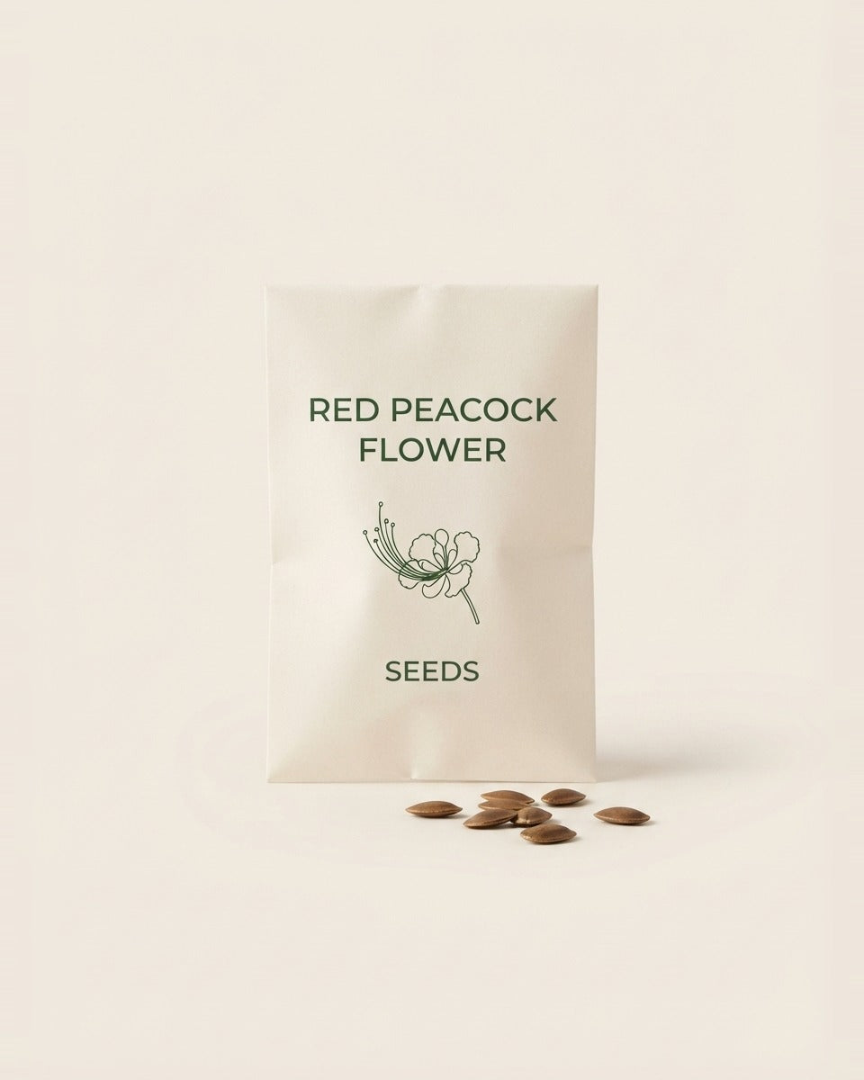 Red Peacock Flower Caesalpinia Seeds 10 Seeds شجيرة سيسالبينيا أو الطاووس الأحمر (10 بذرات)