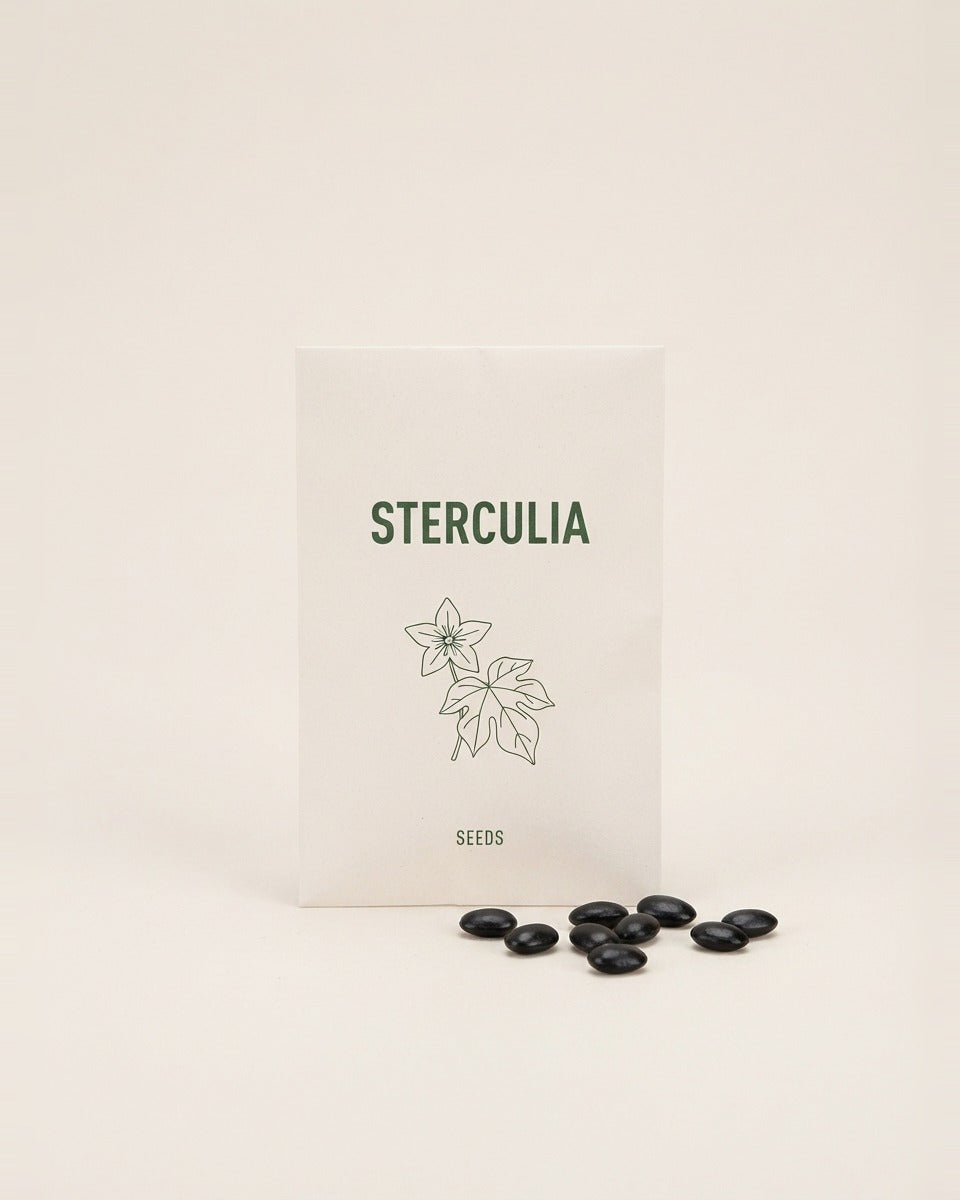 Sterculia lurida Tree Seeds 15 Seeds بذور شجرة استركوليا لوريدا (15 بذرة)