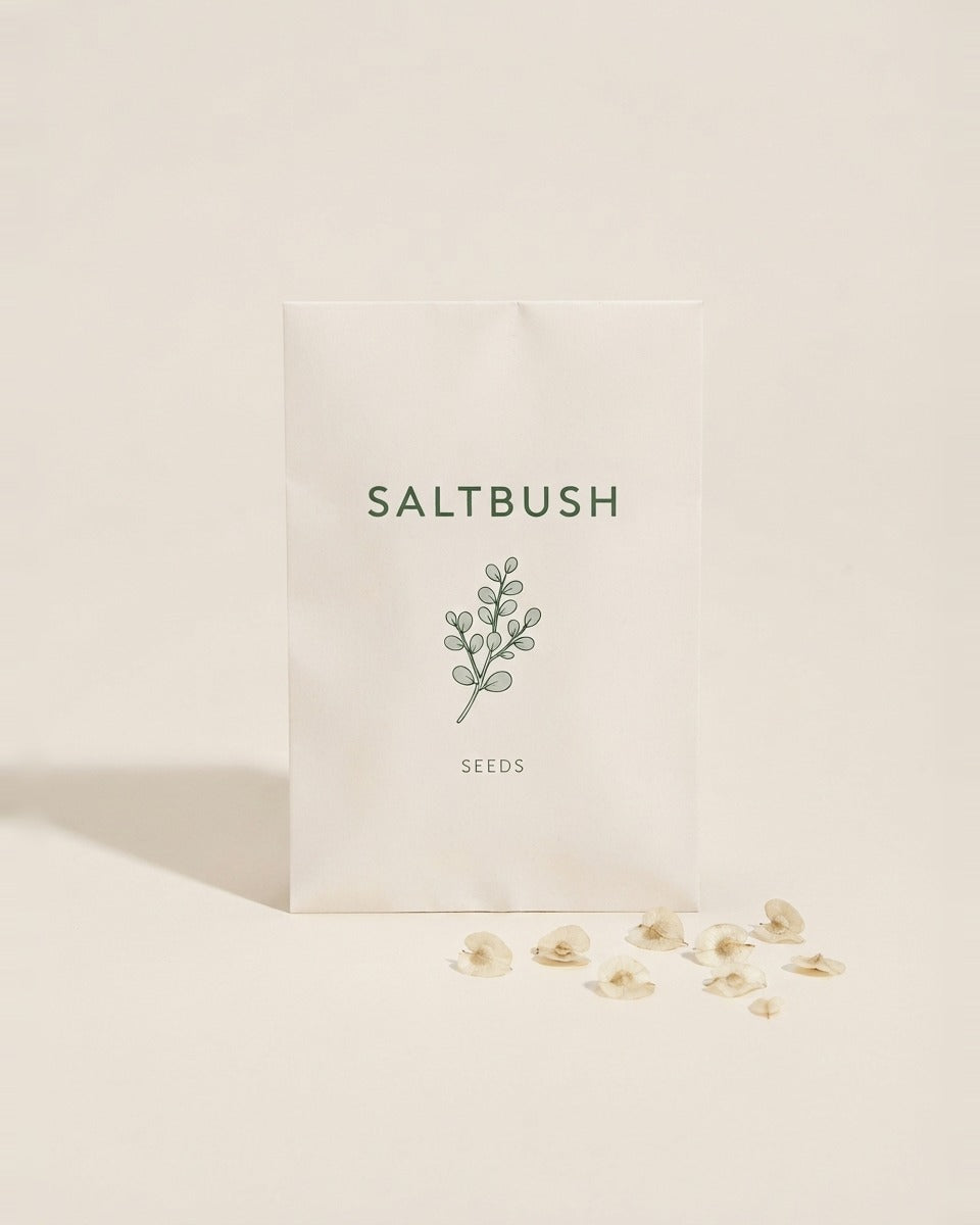 White Atriplex Saltbush Seeds 100 Seeds بذور الرغل الأبيض 100 بذرة تقريبا
