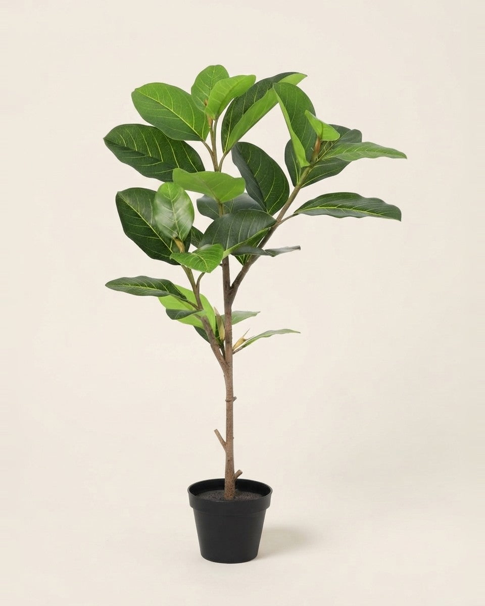 Alpine ficus فيكس