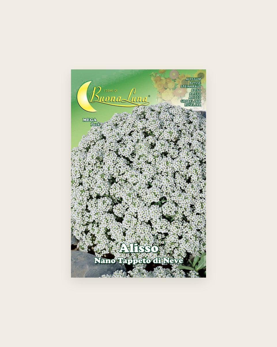 Alyssum