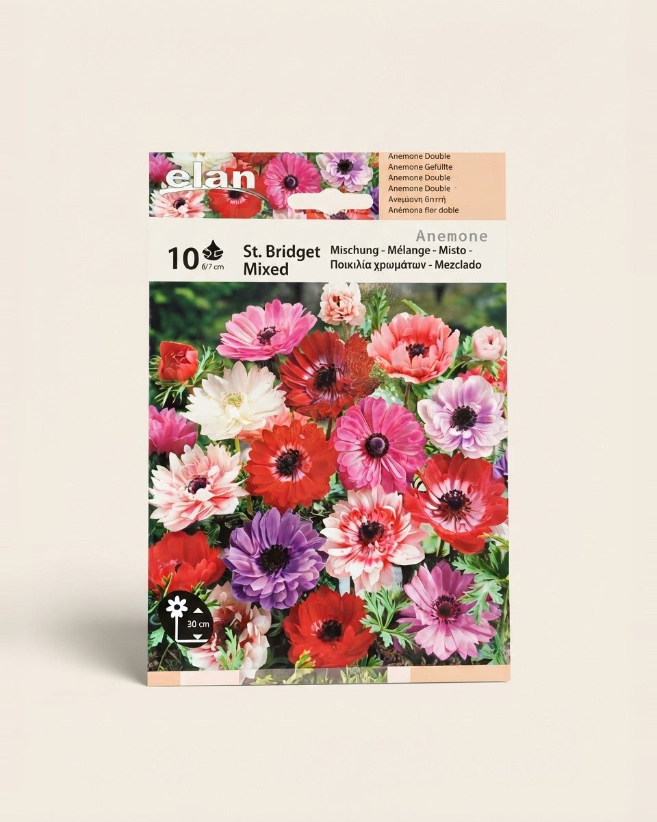 Anemone شقائق النعمان
