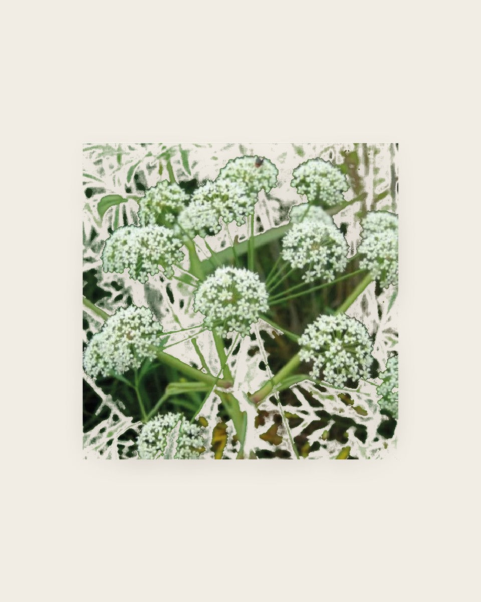Anise Seeds 200 Seeds بذور اليانسون