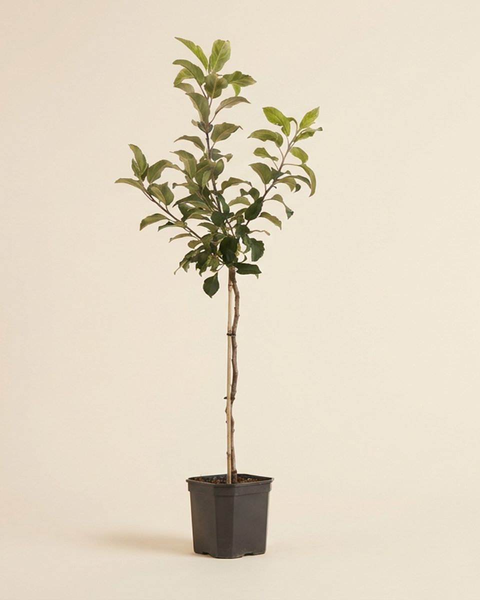 Apple Fruit Tree (Braeburn) شجرة تفاح