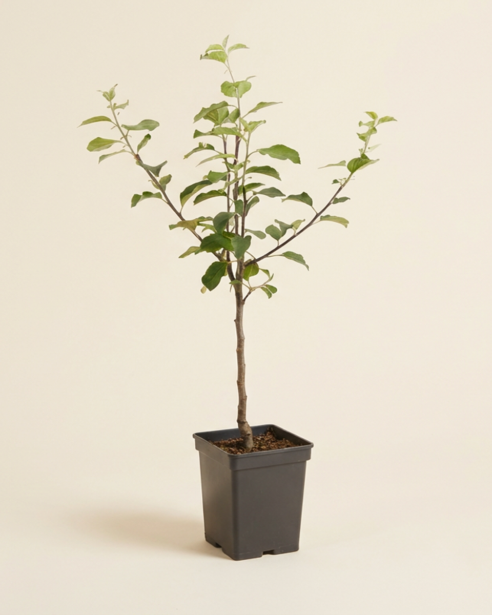 Apple Fruit Tree (Delcorf) شجرة تفاح